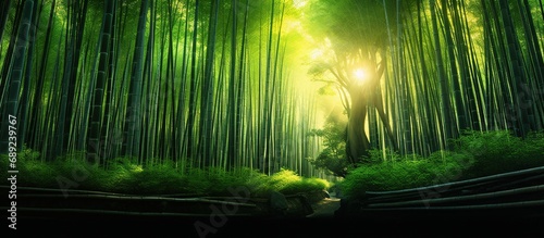 beautiful and refreshing view of the green bamboo forest photo