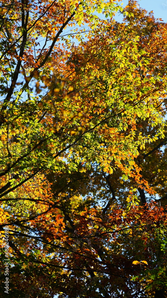 The beautiful autumn view with the colorful trees and leaves in the park