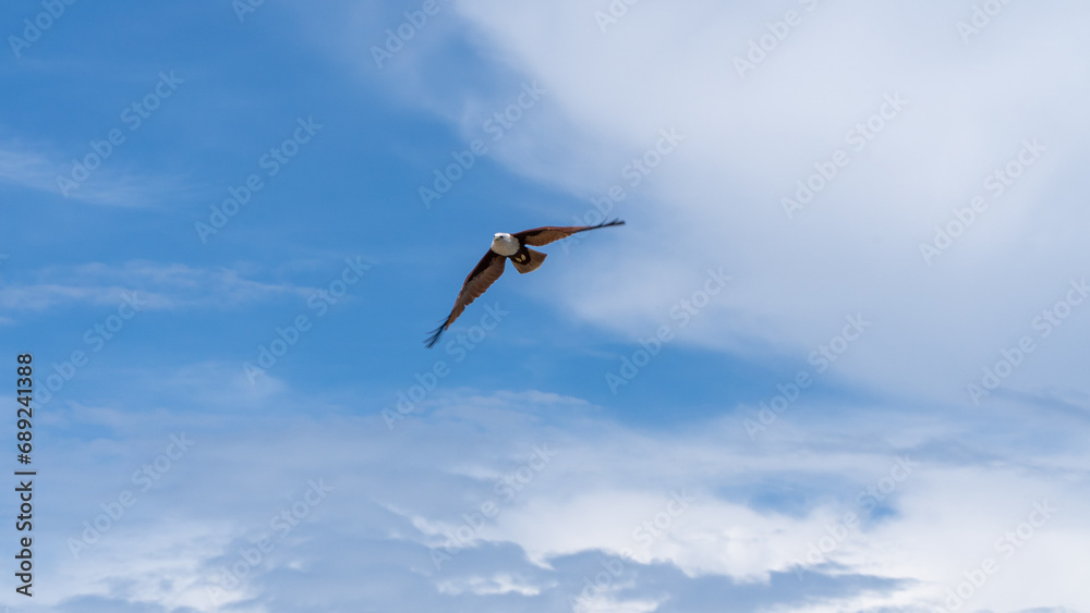 Bird in flight against the blue sky with white clouds. Bird in flight. Bird in flight against the blue sky with white clouds. Bird in flight.