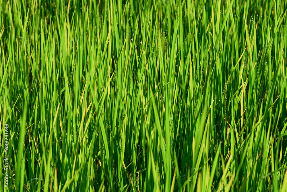 Soft light green rice leaves concept. Soft light green background image. Organic rice. Thai jasmine rice. Soft light green rice leaves concept. Soft light green background image. Organic rice. Thai jasmine rice.