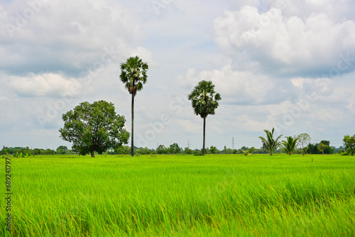 View of green fields and coconut trees. Against the bright blue sky with white clouds. Nature background concept. Asian rice field view, jasmine rice, organic agriculture