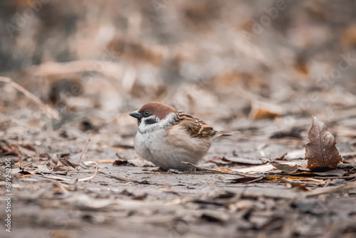 Eurasian tree sparrow sits on the ground with dry leaves. Close-up portrait of a tree sparrow in wildlife with a brown background. 