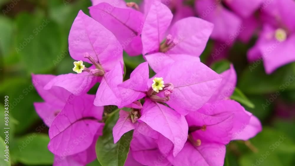 Bougainvillea flower moving in the wind Bougainvillea flower moving in the wind