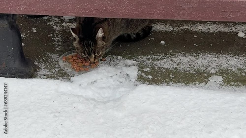 Homeless hungry cat eats food in snowy street. photo