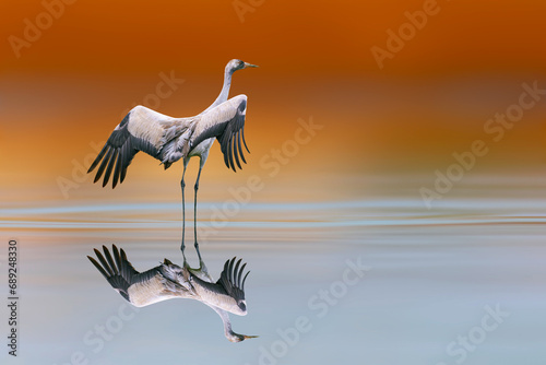 A crane preparing to fly. Colorful nature background. Common Crane. Grus grus.  © serkanmutan