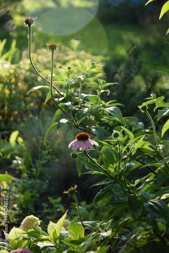 Pink echinacea flower, bokeh garden background, sunny garden image, sundlight playing in floral background with green space for text. photo