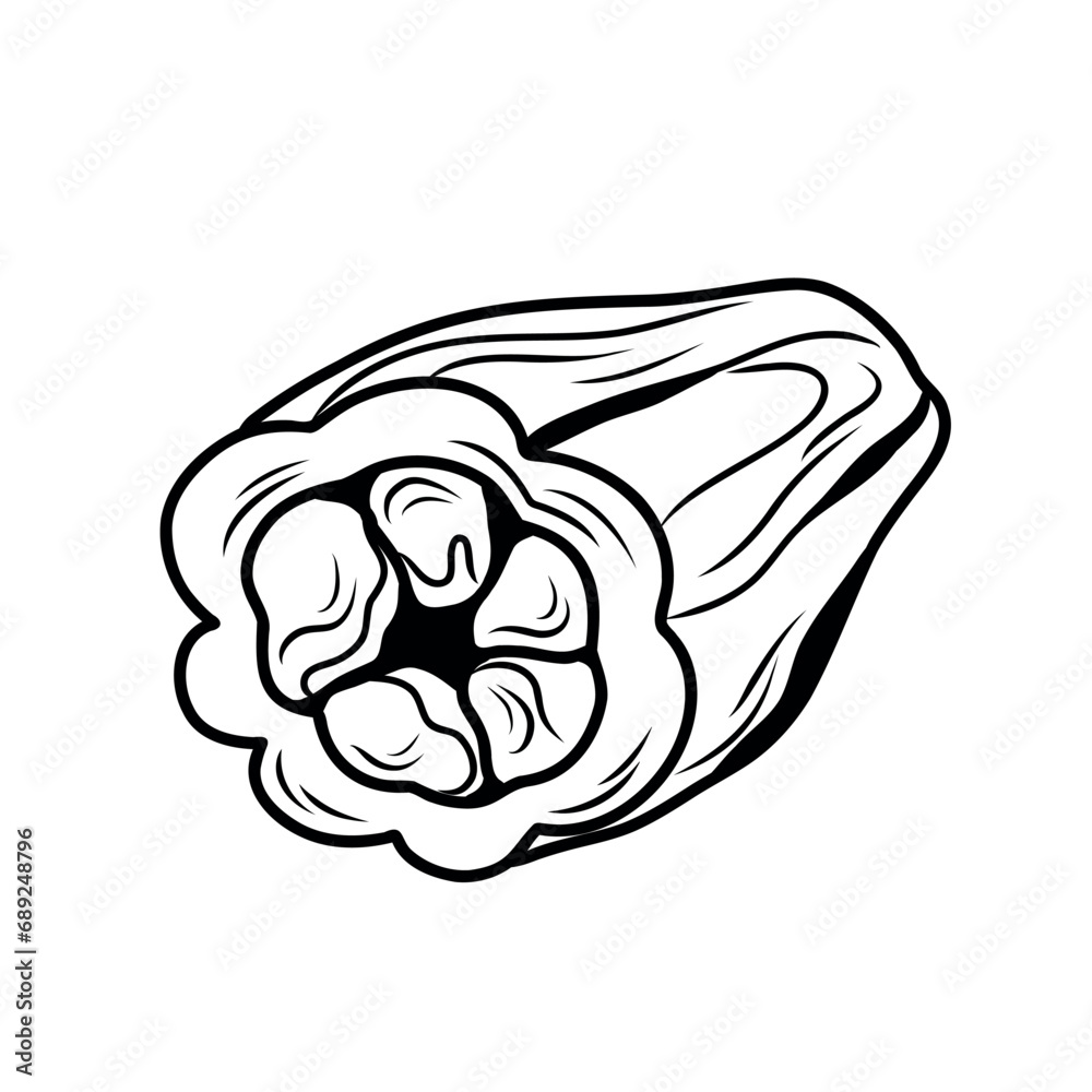 Slice of cocoa bean in line art style, doodle illustration, tropical fruit on white background Slice of cocoa bean in line art style, doodle illustration, tropical fruit on white background