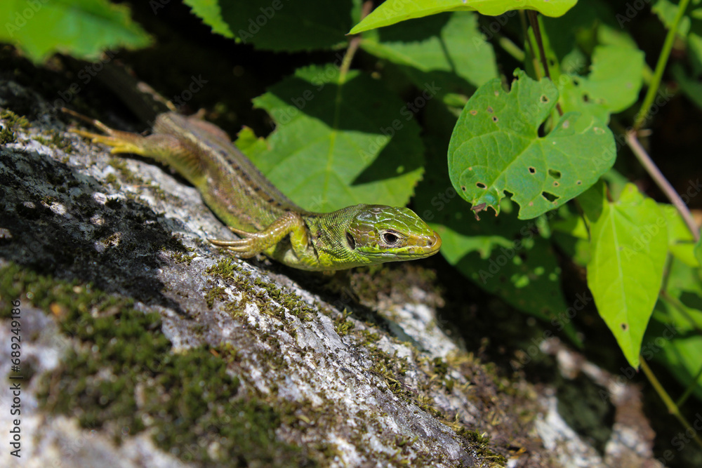green amphibian lizard on a rock in the sun with leaves green amphibian lizard on a rock in the sun with leaves