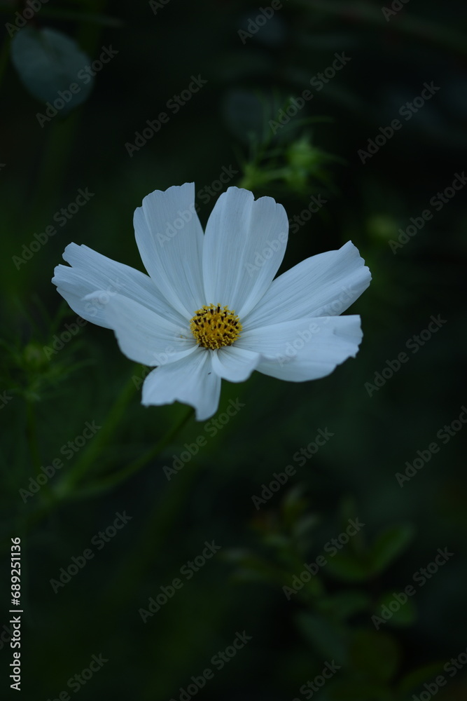 Cosmos white flower in summer garden on dark green bokeh background. Cosmos white flower in summer garden on dark green bokeh background.