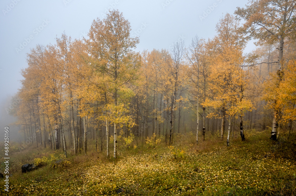 Fototapeta premium Colorado Fall Colors