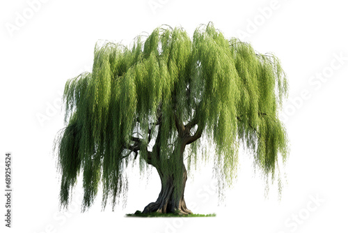 Willow Tree photo