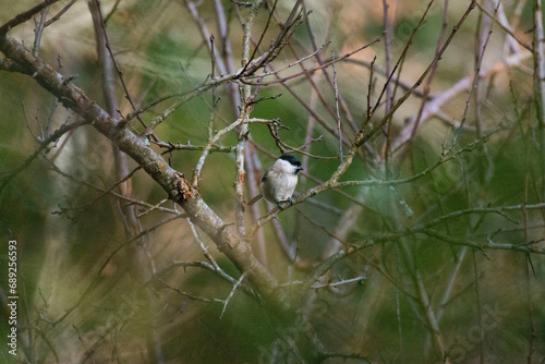 marsh tit in the forest