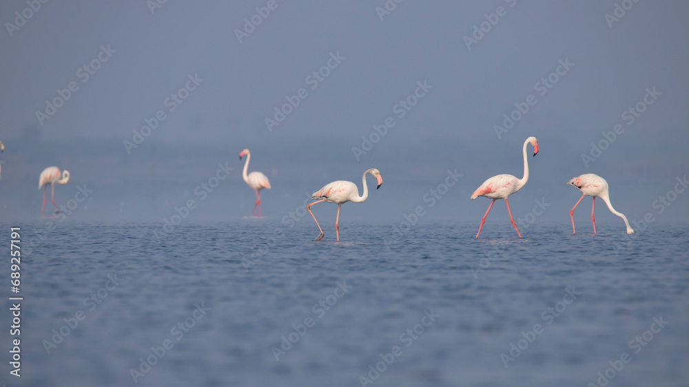 Greater Flamingos or flamingoes on the lake searching for food