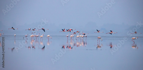 Greater Flamingos or flamingoes on the lake searching for food photo