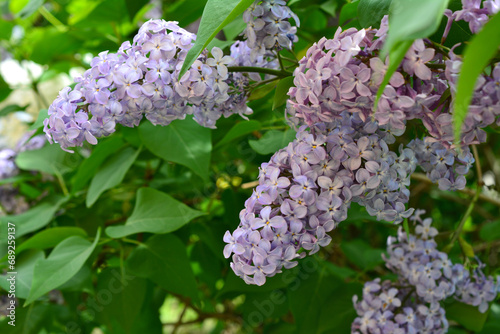 lilac bush with blooming custers and green leaves wallpaper   photo