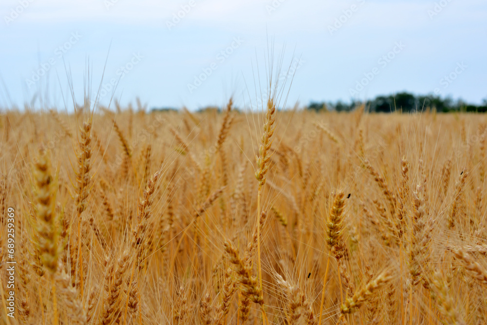 Fototapeta premium wheat field in cloudy day close up 