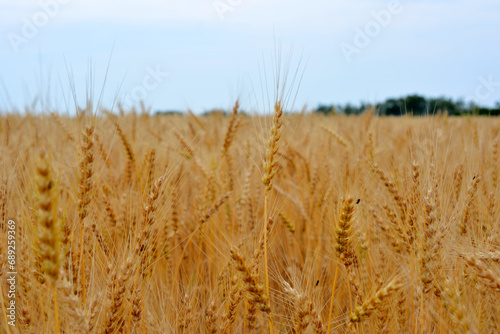 wheat field in cloudy day close up 