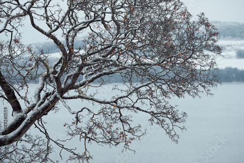 A maple tree by Lake Mjosa in winter.