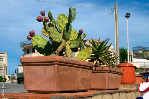 Small green cactus with many ripe prickly pears in the city street. Colorful cactus fruits. One of the symbols of Sicily. Opuntia ficus-indica(Fichi di India).Santo Stefano di Camastra, Sicily, Italy photo