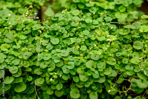 Dichondra green. Creeping grass outdoors. View from above.