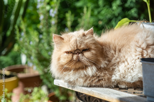 A persian cat taking a sunbath in the garden.