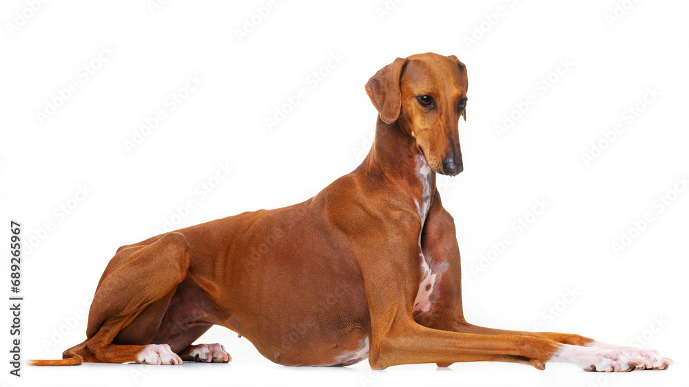 Azawakh, red dog, African greyhound, lies on a white background, isolate