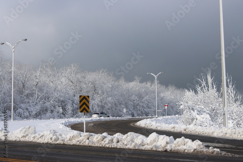 Forêt blanche