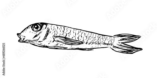 Fish sketch of barabulka. Delicious barabula fish isolated on white background. Drawing of marine fish. Dish for fish restaurant, menu design. photo