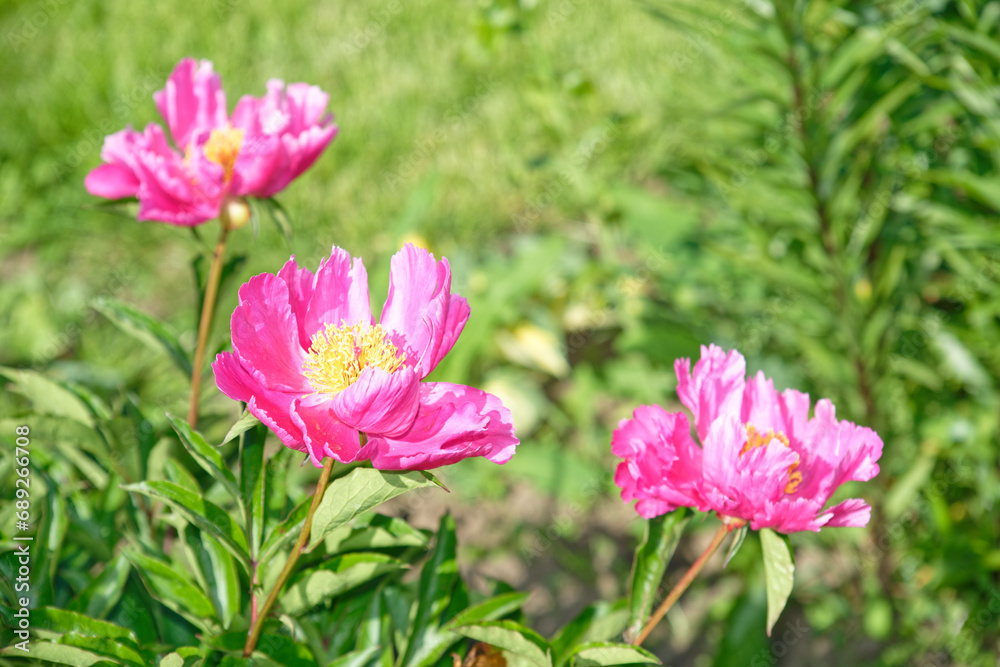 Pink tea roses in the garden