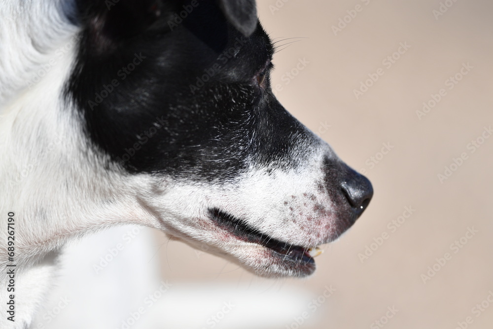 Portrait of a special dog for rat hunting in Spain. Big, white teeth of a Russel terrier. An attentive dog.