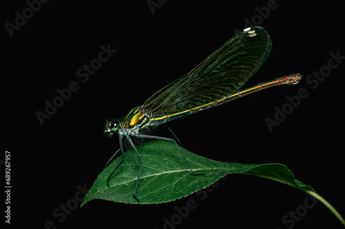 Female banded demoiselle damselfly (Calopteryx splendens) sitting on a green leaf isolated on a black background