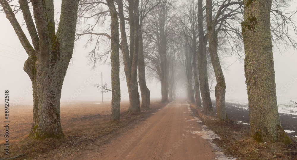 Oak Tree Avenue Road at Misty Morning Oak Tree Avenue Road at Misty Morning