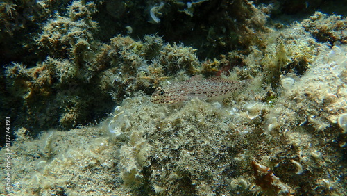 Bucchich's goby (Gobius bucchichi) undersea, Aegean Sea, Greece, Halkidiki