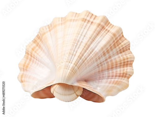 Seashell, isolated on a transparent or white background © Aleksandr