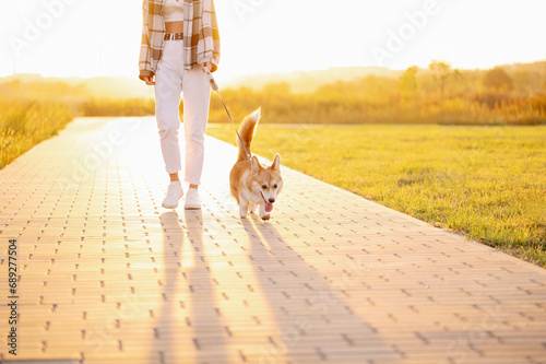 Canvas-taulu Professional dog walker, dog sitter with a Welsh Corgi walks at sunset on a sunny day