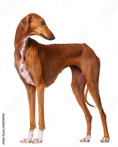 Azawakh, red dog, African greyhound, stands on a white background, isolate