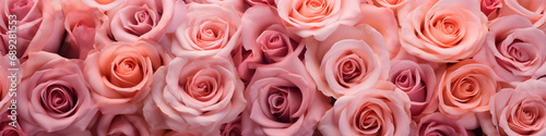 pink rose flowers background banner