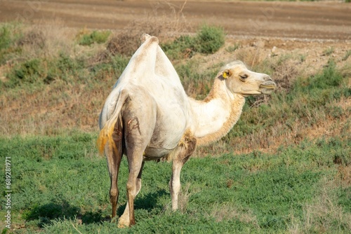 Lonely white lonely camel walking on the steppe