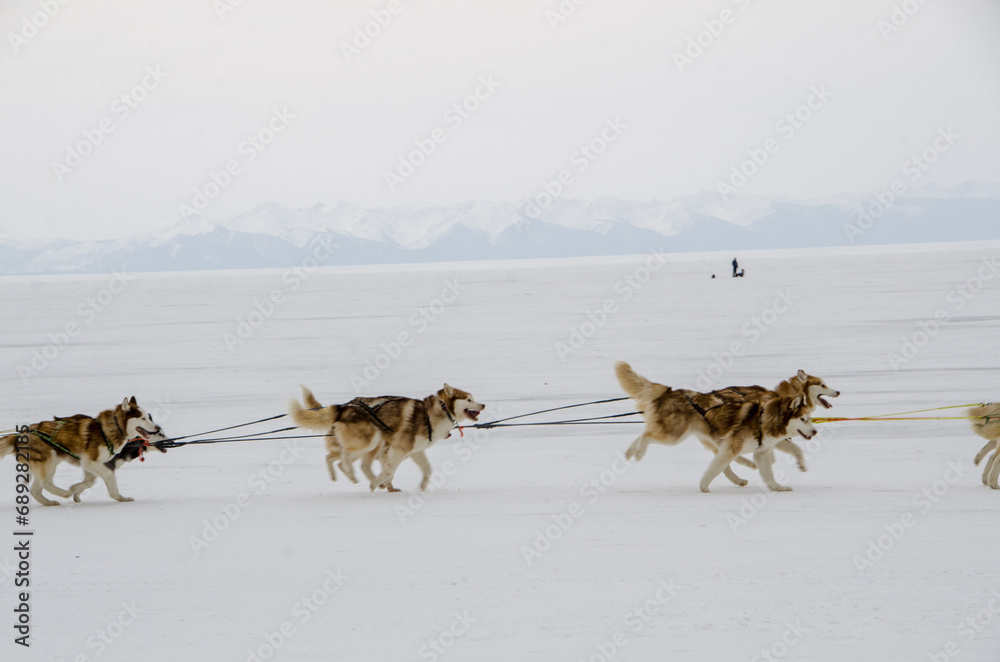 Naklejka premium Husky dogs running in harness on lake Baikal, Siberia, in winter
