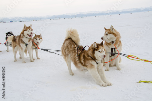 Group of husky dogs pulled in sledge, one dog stretching,  lake Baikal in winter © Elena