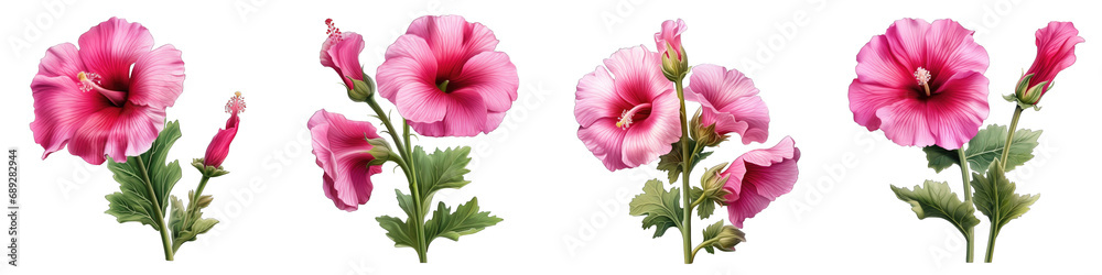 Hollyhock flower clipart collection, vector, icons isolated on transparent background - obrazy, fototapety, plakaty 