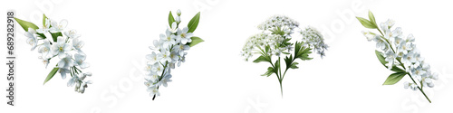 Frostweed flower clipart collection, vector, icons isolated on transparent background