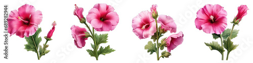 Hollyhock flower clipart collection, vector, icons isolated on transparent background