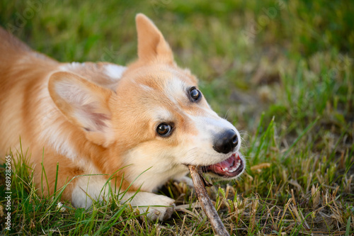 Cute Welsh Corgi lies on the grass and chews a stick on the street. Concept about pets, danger of injury, dog health.