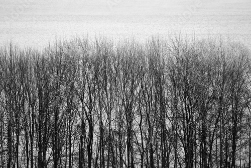 Trees by Lake Mjosa.