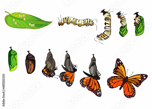 Butterfly metamorphosis horizontal set showing the development cycle from egg to adult insect realistic. Vector illustration.