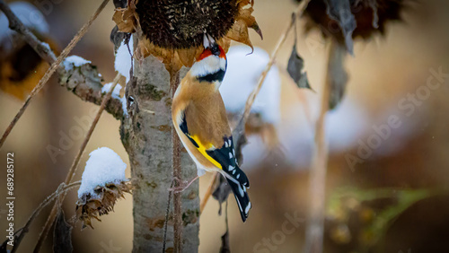 Steiglitz, Distelfink