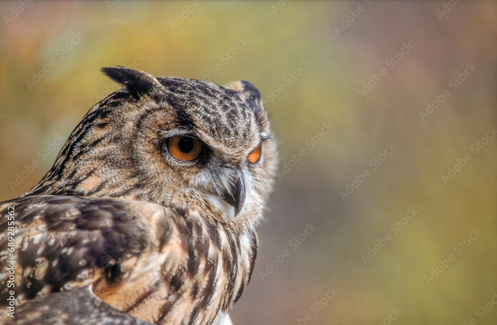 Eurasian Eagle-Owl (Bubo bubo) in the scrubland in Provence. Eurasian Eagle-Owl (Bubo bubo) in the scrubland in Provence.