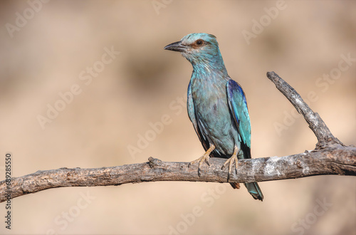 European Roller (Coracias garrulus) perched on a branch near its nest. © bios48
