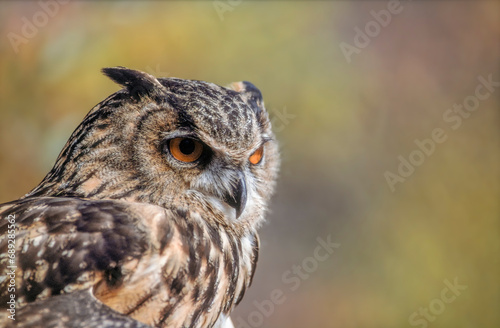 Eurasian Eagle-Owl (Bubo bubo) in the scrubland in Provence.